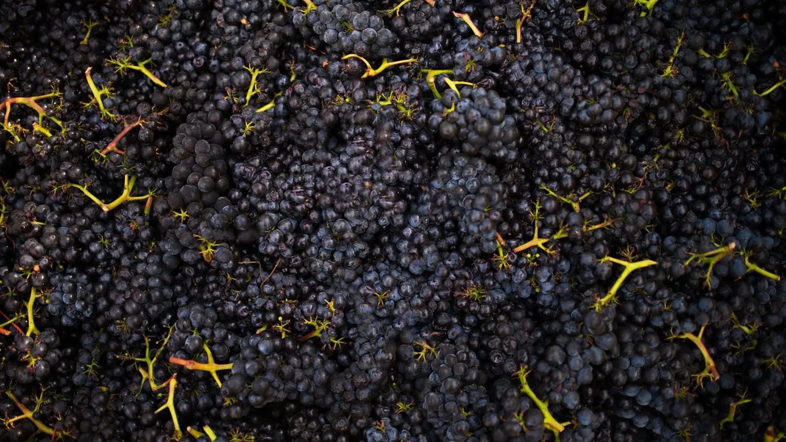 Freshly picked Pinot Noir clusters, close up